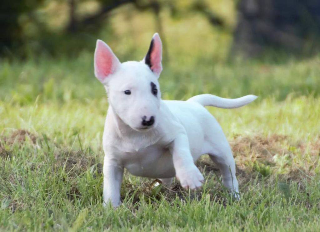 Dreams Of A Day - Bull Terrier Miniature - Portée née le 17/06/2021