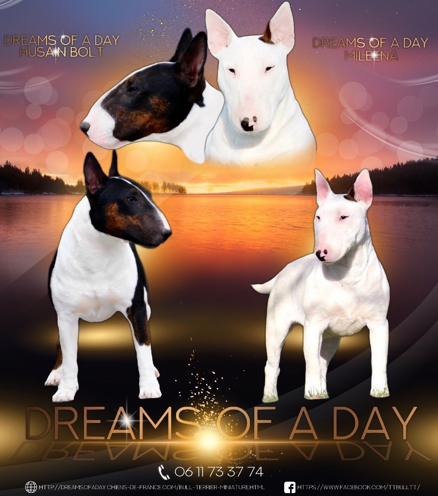 chiot Bull Terrier Miniature Dreams Of A Day