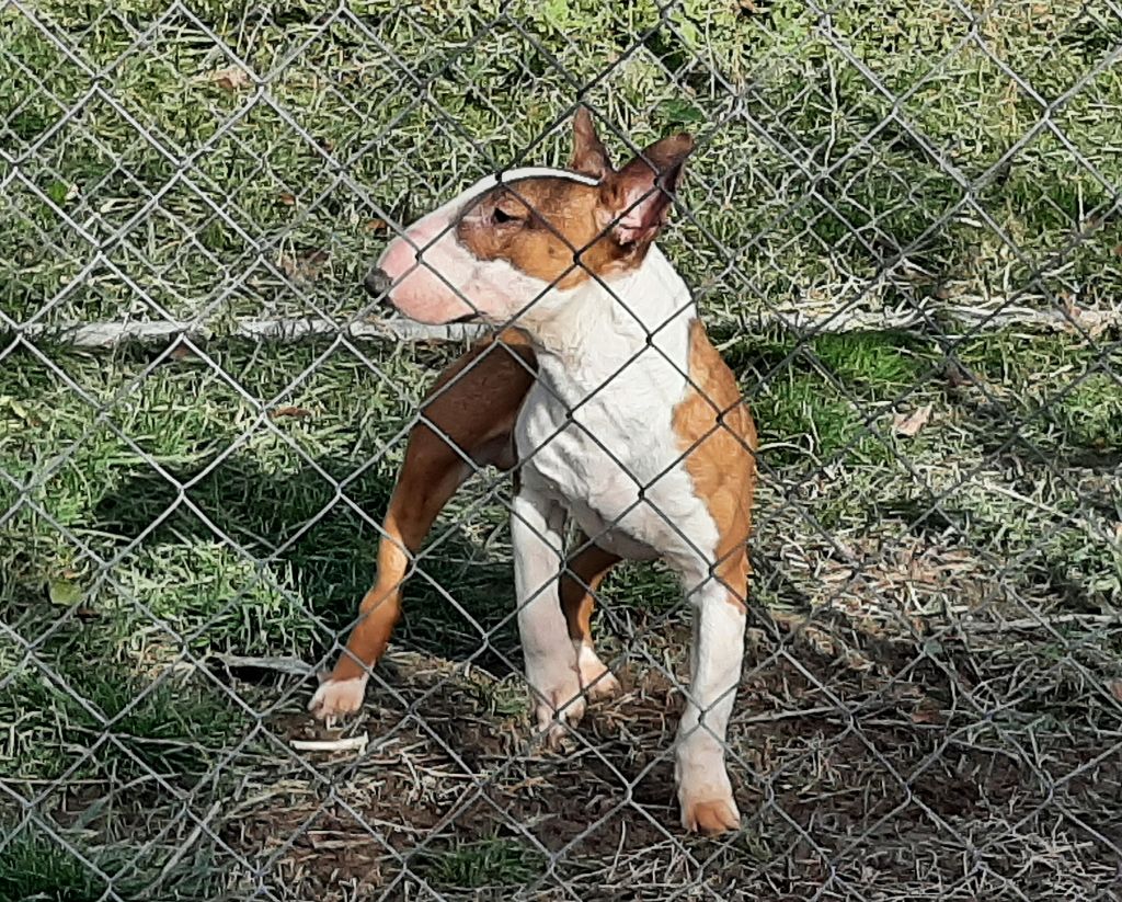 Dreams Of A Day - Chiots disponibles - Bull Terrier Miniature